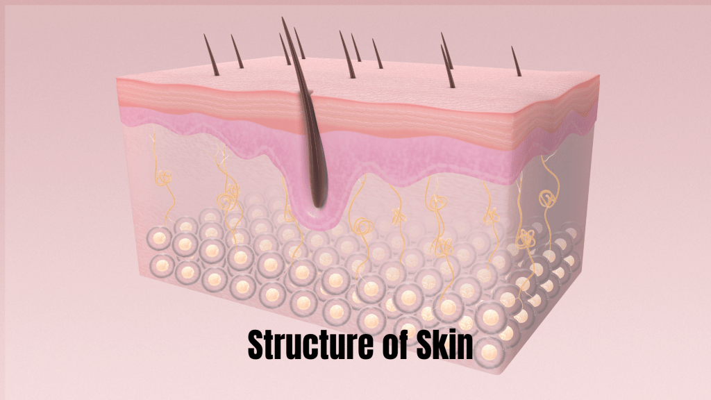 Illustrated diagram showing the "Structure of Skin" with labeled layers and elements, educational content for skincare and biology.