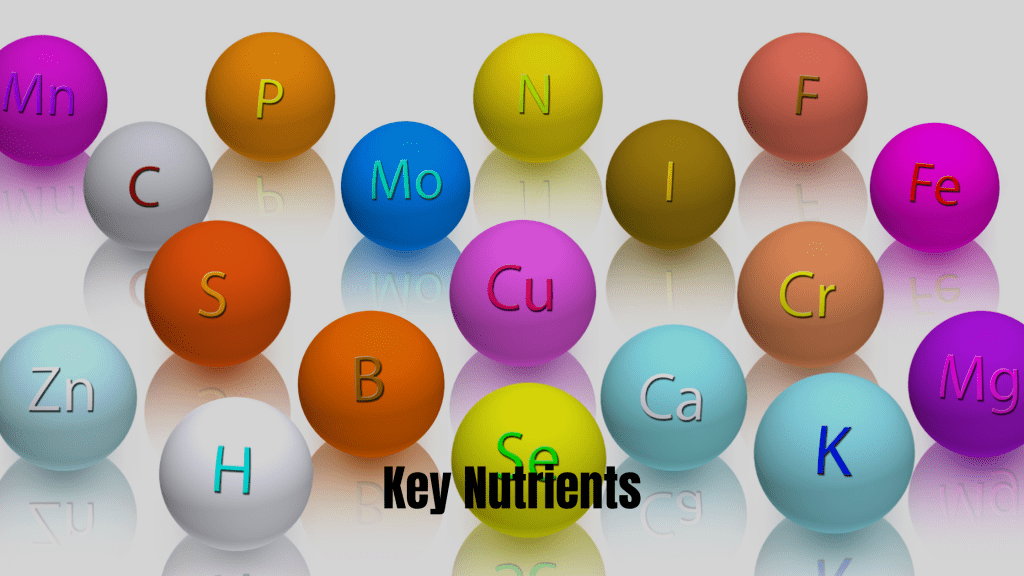 3D render of colorful spheres labeled with elements "Key Nutrients" implying essential vitamins and minerals for health and skincare.